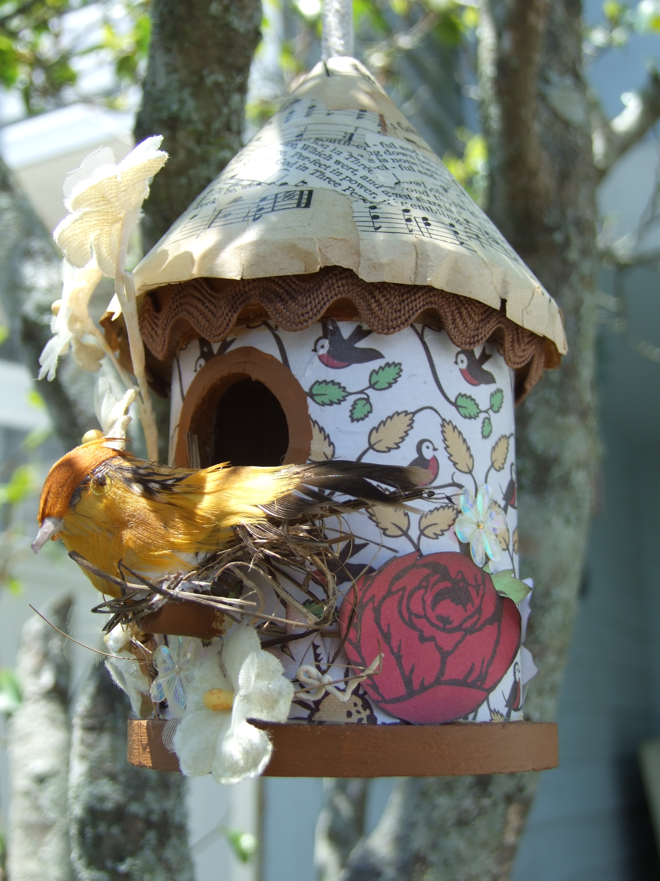chickens, jocely and bird house 035